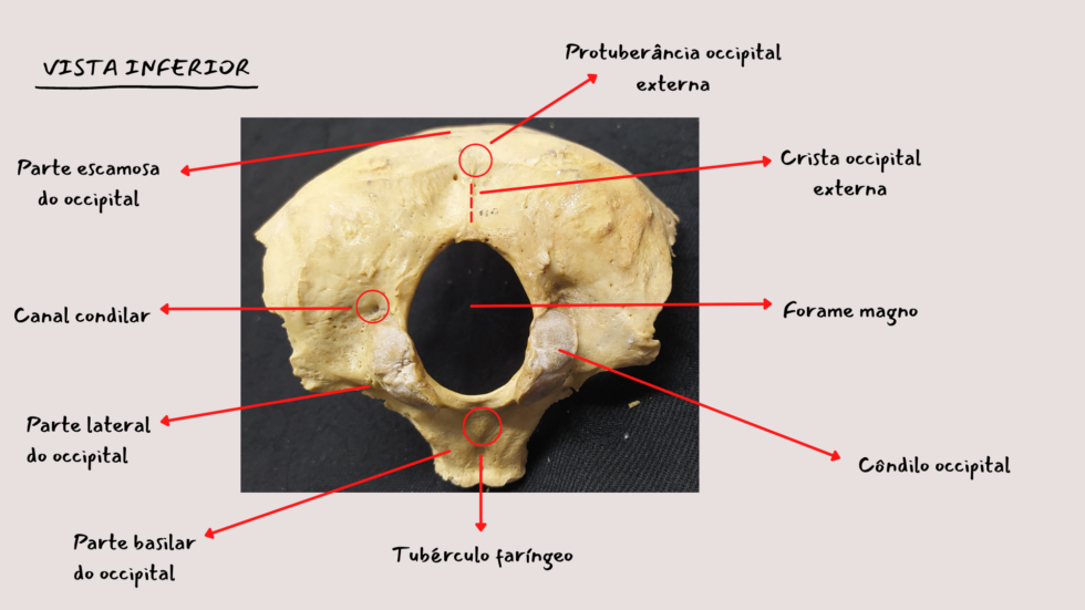 Osso Occipital Anatomia Odonto