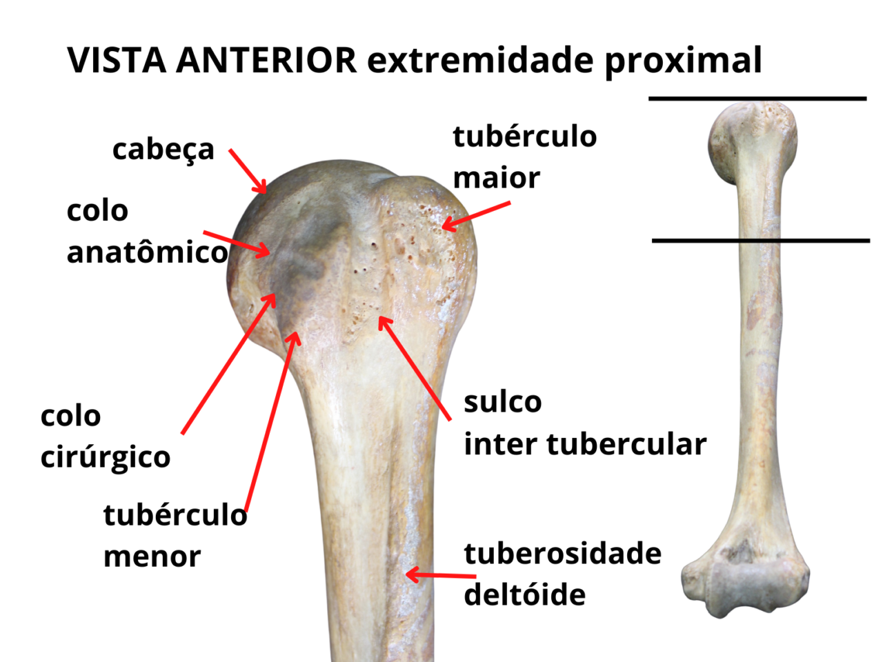 Ossos Dos Membros Superiores Anatomia Odonto