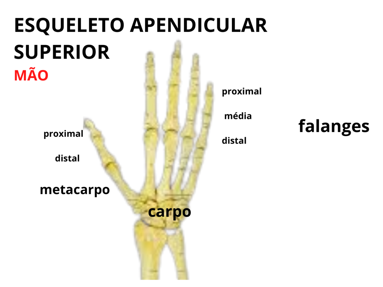 Ossos Dos Membros Superiores Anatomia Odonto