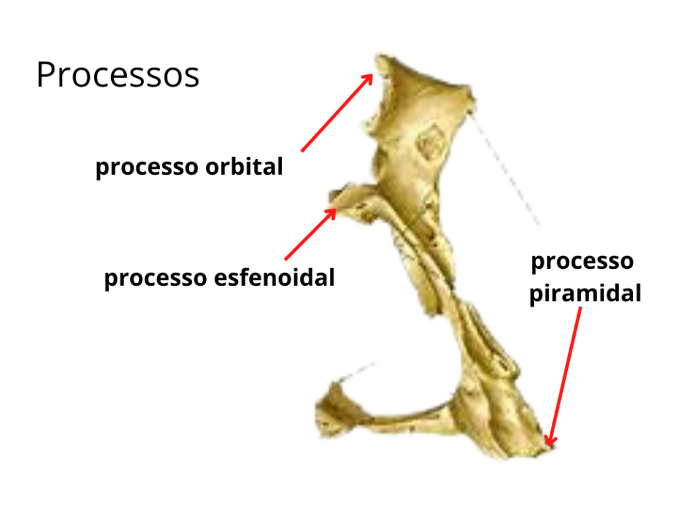 Osso Palatino Anatomia Odonto