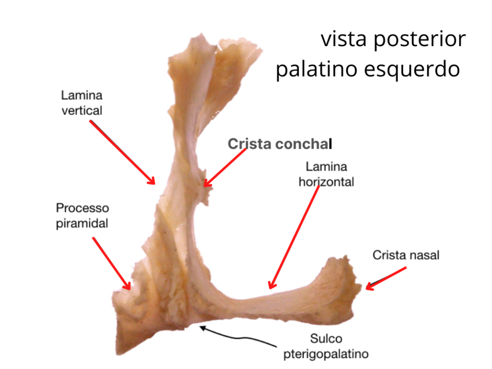 Osso Palatino Anatomia Odonto