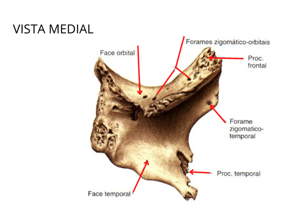 Osso Zigomático Anatomia Odonto