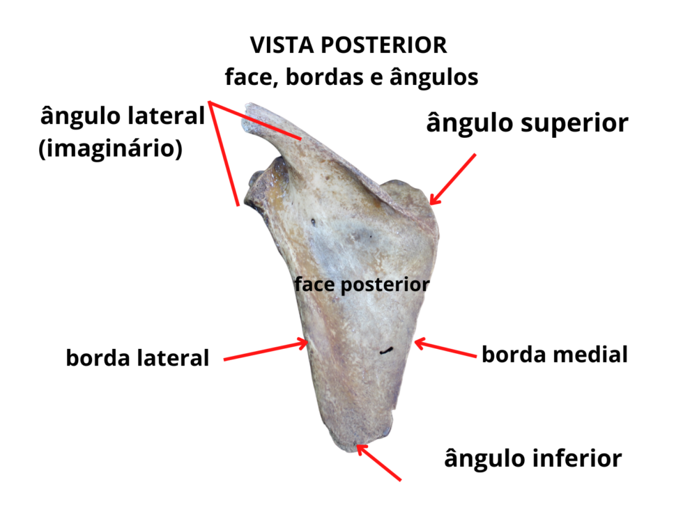 Ossos Dos Membros Superiores Anatomia Odonto