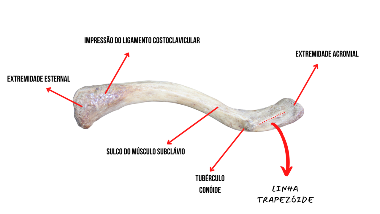 Osso Clavícula Anatomia Odonto