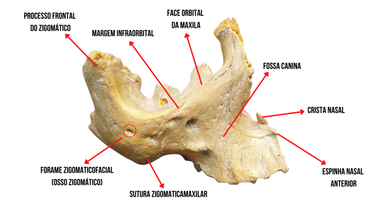 Osso Maxilar Anatomia Odonto