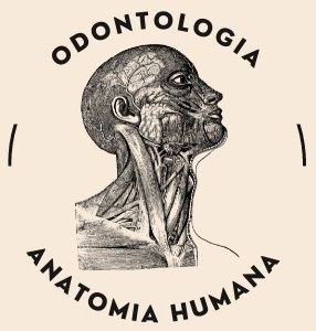 Anatomia Odonto