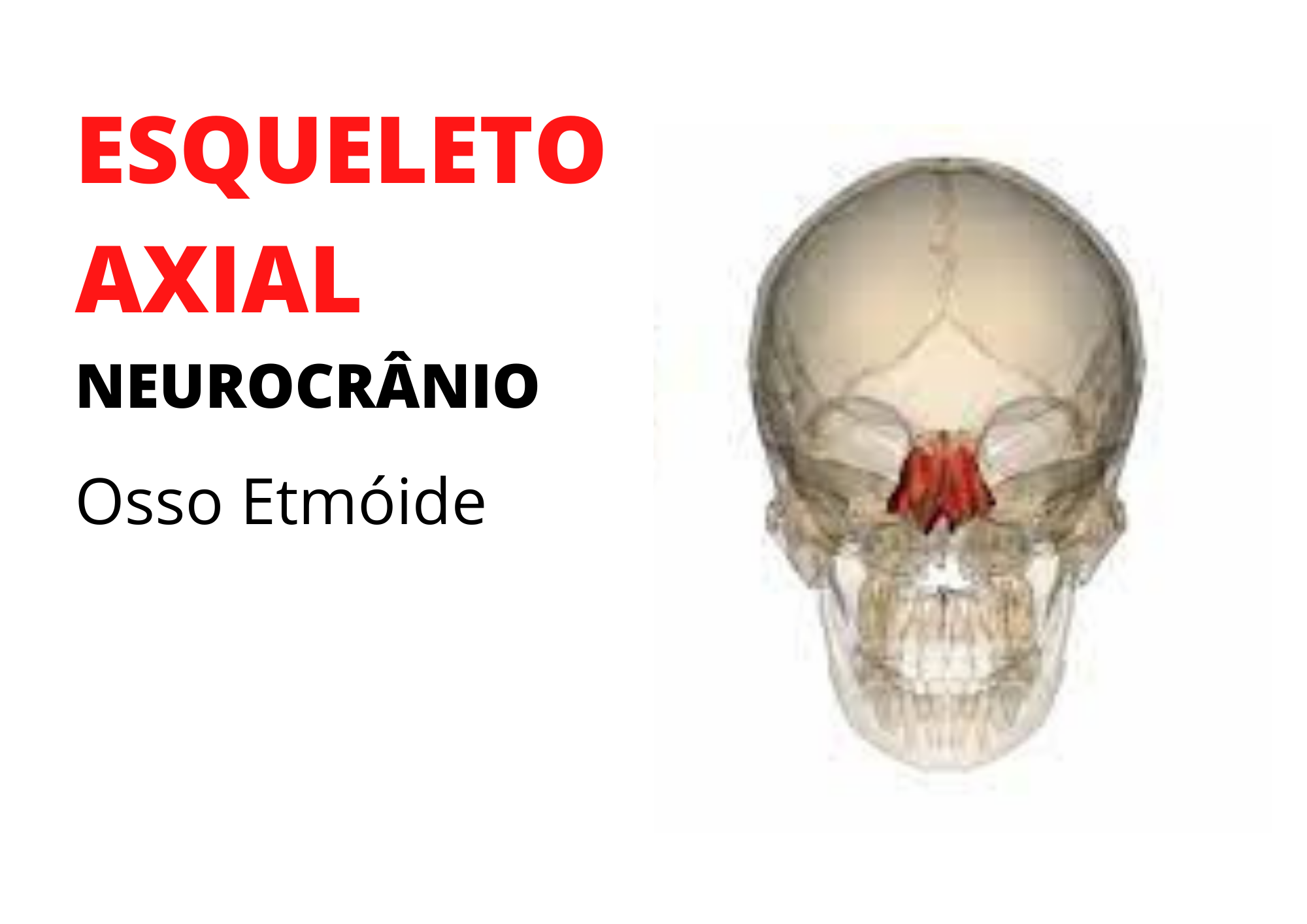 Osso Etmóide | Anatomia Odonto