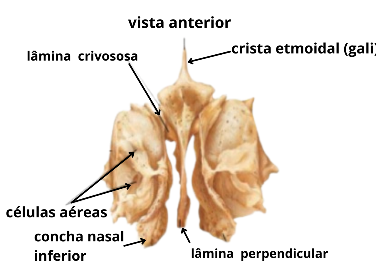 Osso Etmóide | Anatomia Odonto