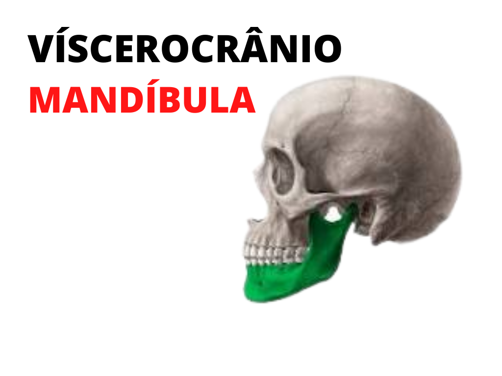 Mandíbula  Anatomia Odonto