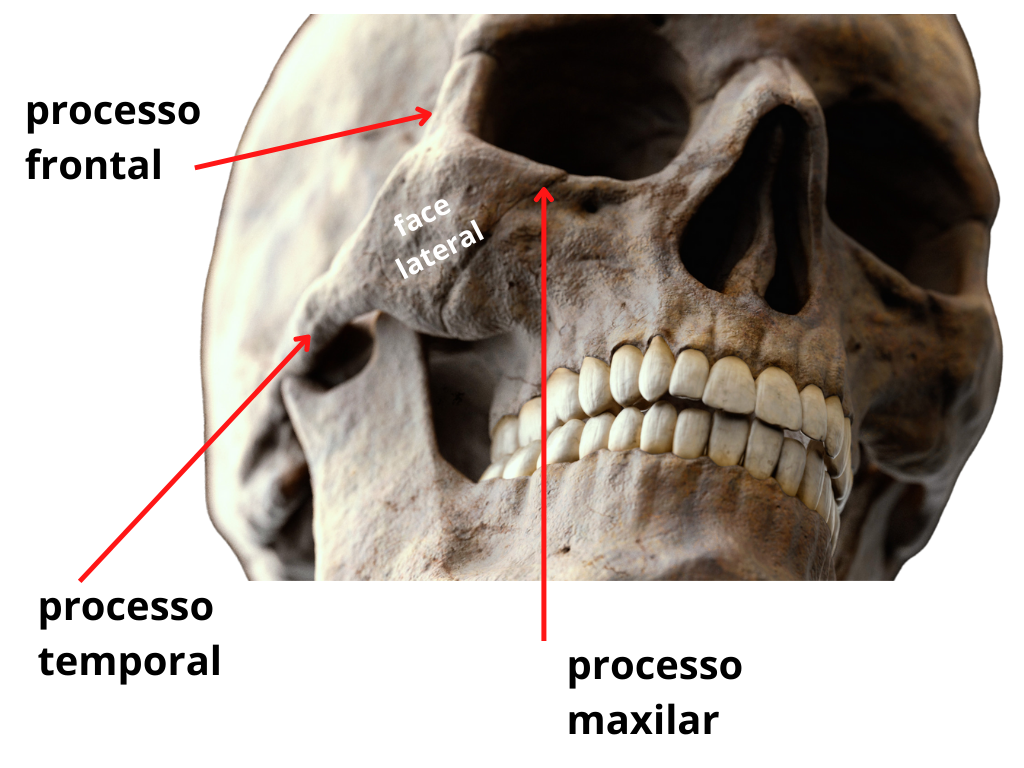 Anatomia da Maxila – Odonto Up