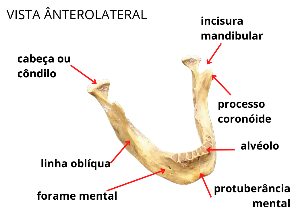Mandíbula - Aula 4 Teórica - Anatomia - Anatomia Humana 