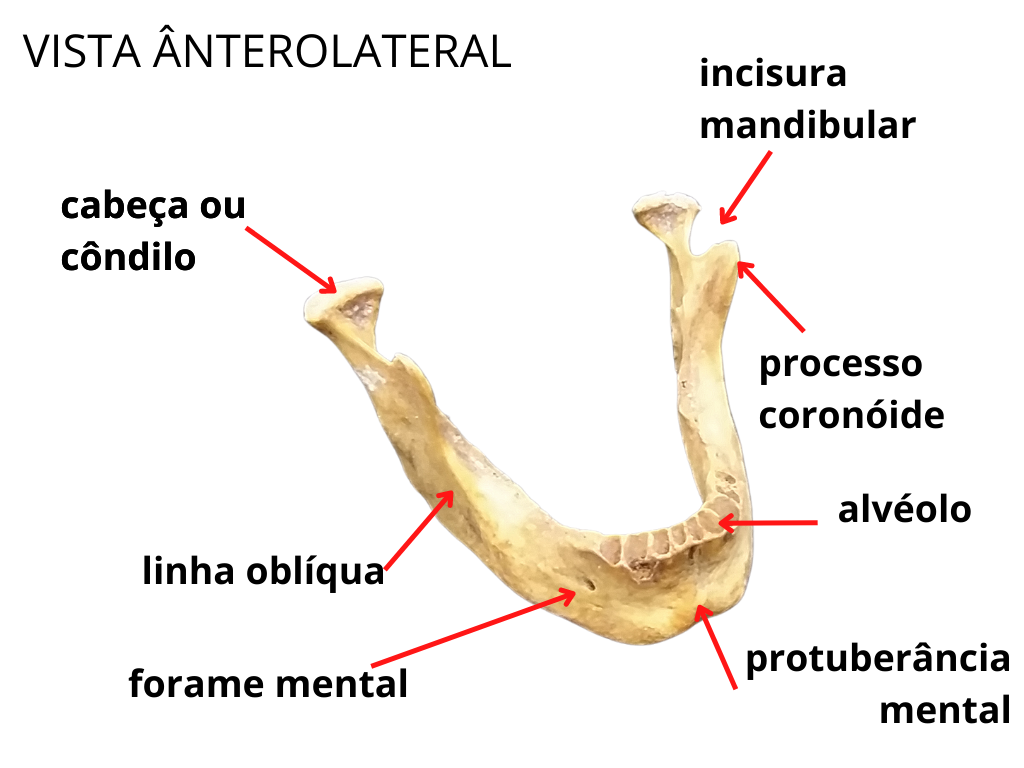 Anatomia da Mandíbula (Com Tabela Resumida do Osso) – Odonto Up, mandibula  