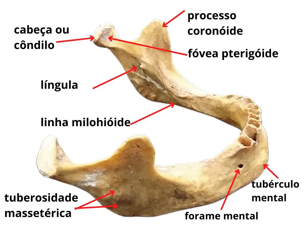 Língula da mandíbula - e-Anatomy - IMAIOS
