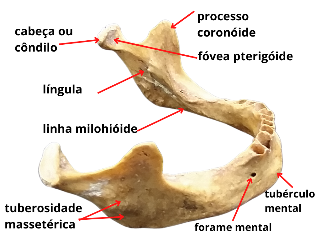 Mandíbula - Aula 4 Teórica - Anatomia - Anatomia Humana 