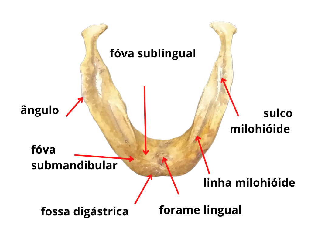 Anatomia da Mandíbula 