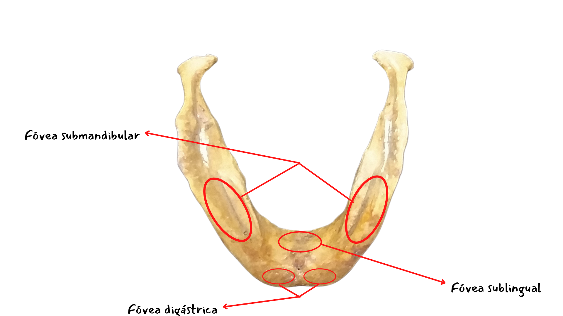 Dra. Dentinhos - 💀 Anatomia da Mandíbula ☠️ ⠀ O que achariam de uma  apostila de anatomia só com desenhos meus? ♥️ ⠀ #anatomia #anato #mandibula  #mandibular #fisiologia #odontologia #medicina #odontoporamor  #studygramodontologia #anatomy #jaw